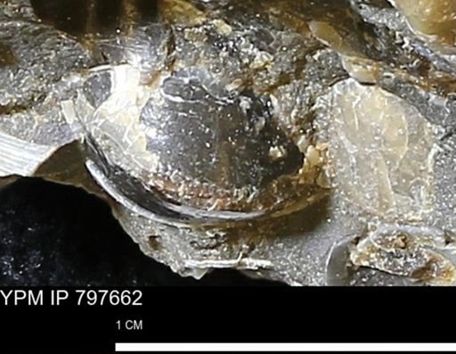undet. Bivalvia