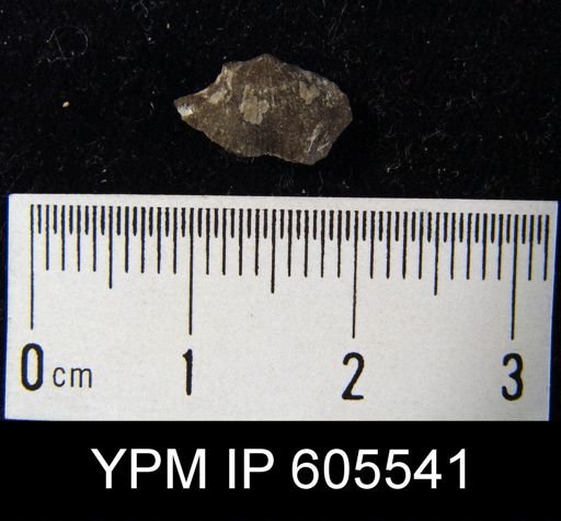 Rhysostrophia sp.