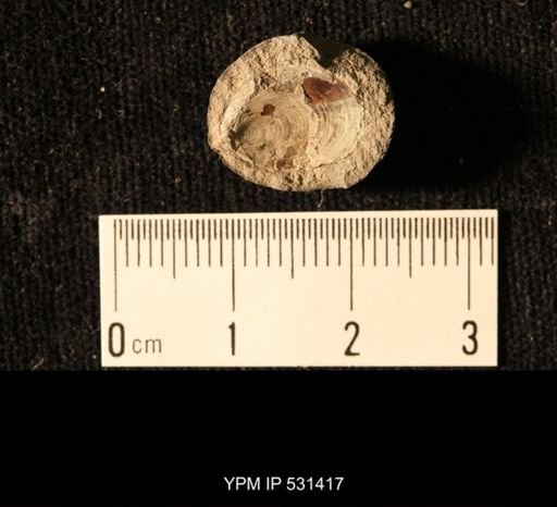 Lingula squamiformis