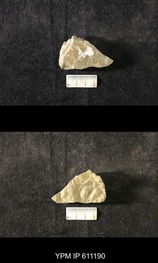 taxon undetermined