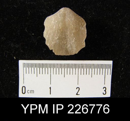 Spirifer fernglenensis