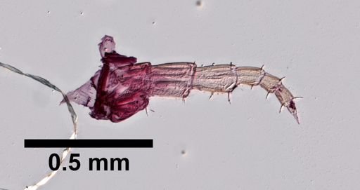 Platorchestia