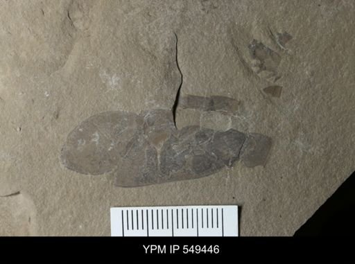 undet. Eurypterida