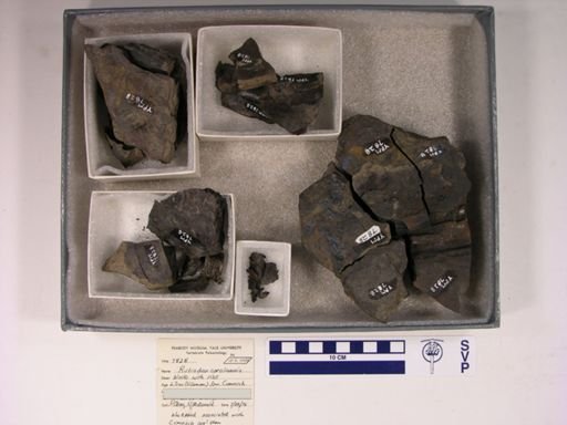 Rutiodon carolinensis
