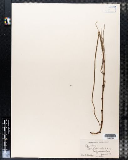 Equisetum pratense