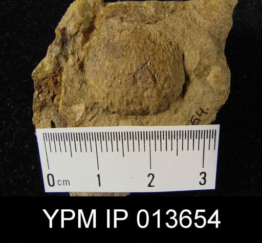 Productella sp.