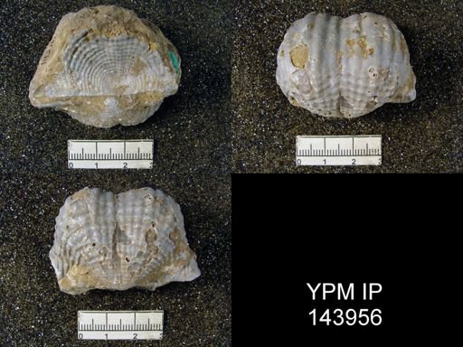 Dictyoclostus indicus