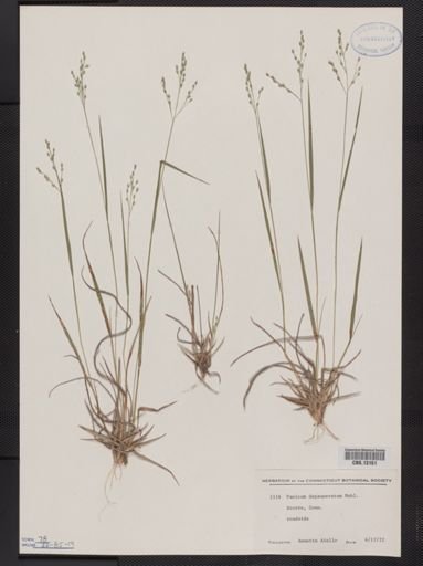 Panicum depauperatum