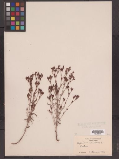 Hypericum canadense