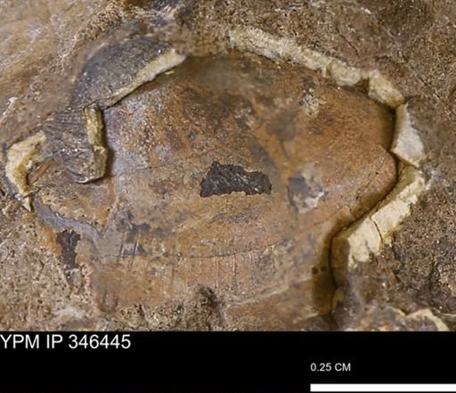 Parallelodon (Cosmetodon) sulcatinus