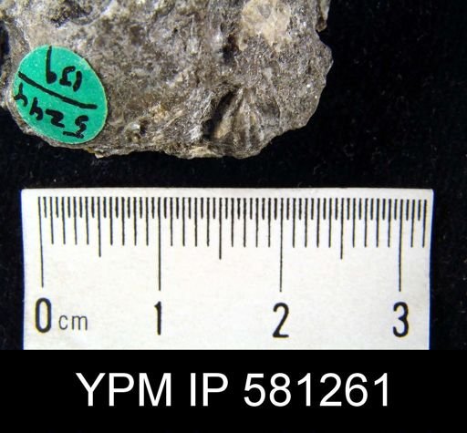Howellella sp.