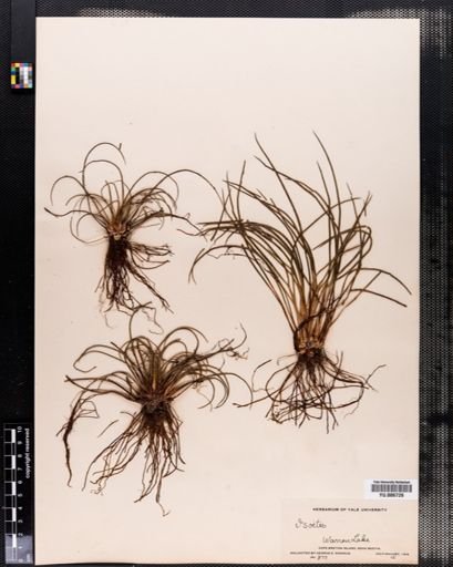 Isoetes