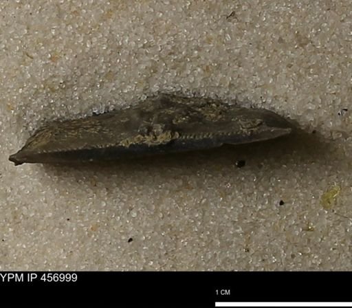 Stropheodonta sp.