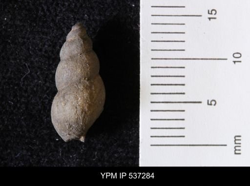 Goniobasis ortmanni