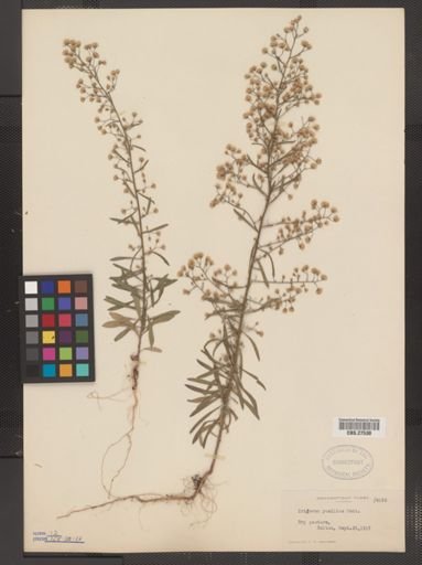 Erigeron pusillus