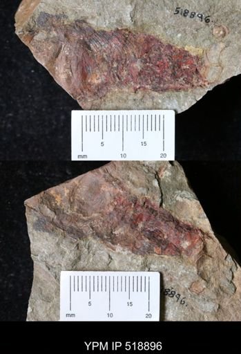 undet. Nautiloidea