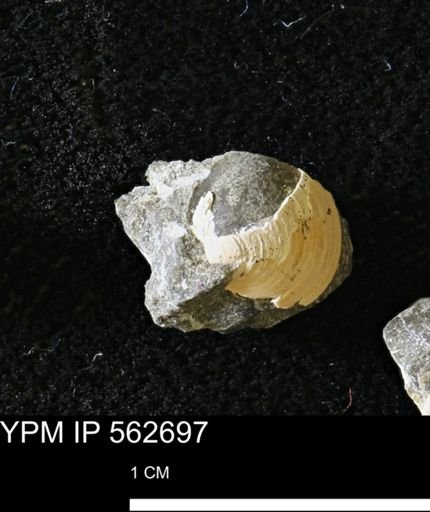 Limopsis striatopunctatus
