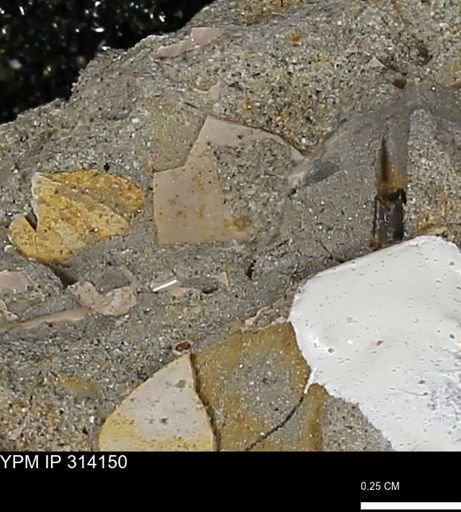 undet. Mollusca