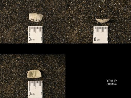 Chonetina flemingi