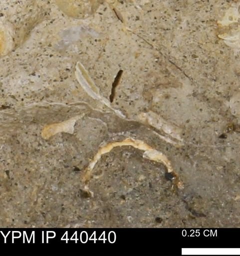 undet. Bivalvia