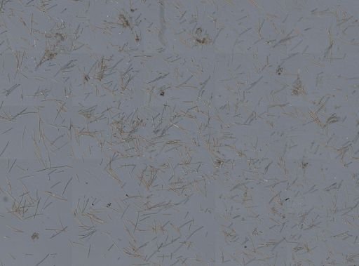 Neopetrosia carbonaria