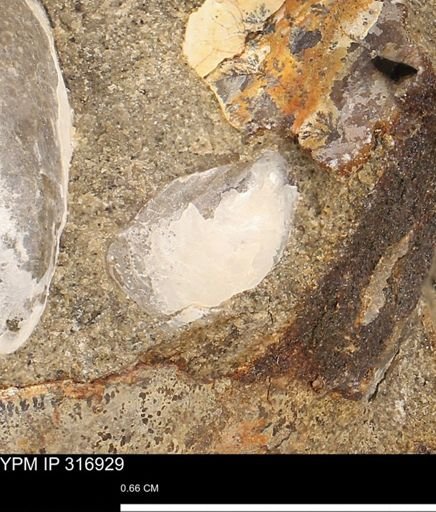 Phelopteria
