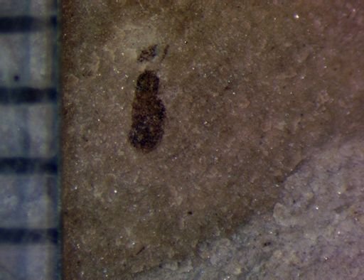 undet. Staphylinidae
