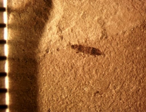 taxon undetermined