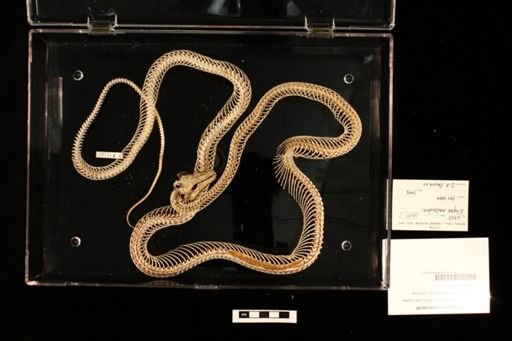 Orthriophis moellendorffi