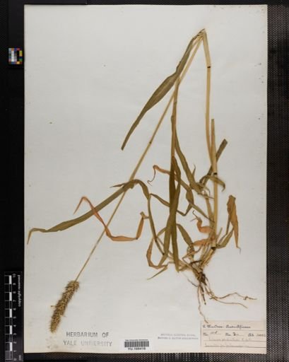 Plantae