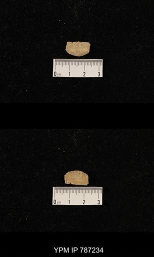 undet. Brachiopoda