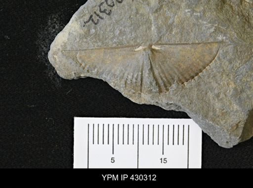 Mucrospirifer mucronatus