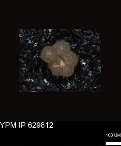 undet. Foraminiferida