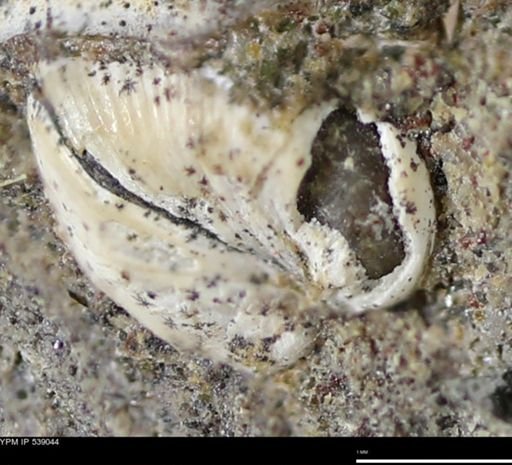 Corbulamella gregaria
