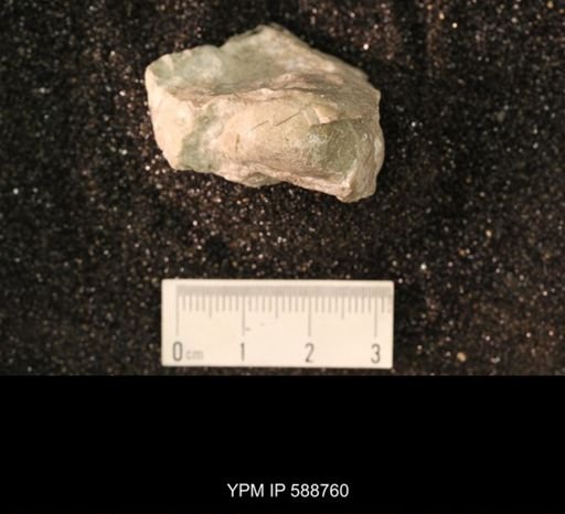 Strophomena sp.