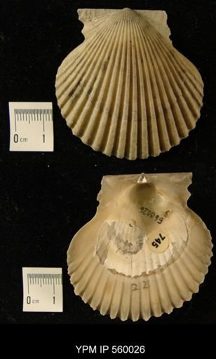 Argopecten irradians