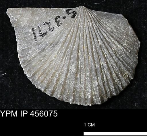 Derbya crassa