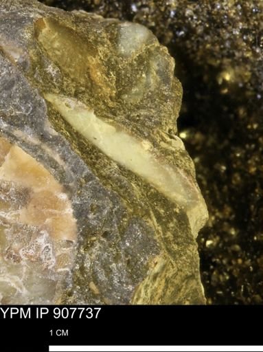 undet. Mollusca