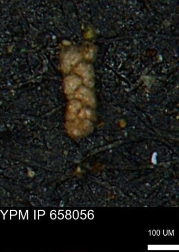 Ammobaculoides phaulus