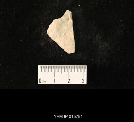 Probnis speciosa