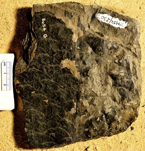 Lepidophloios crassicaule