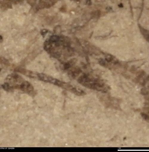 undet. Insecta