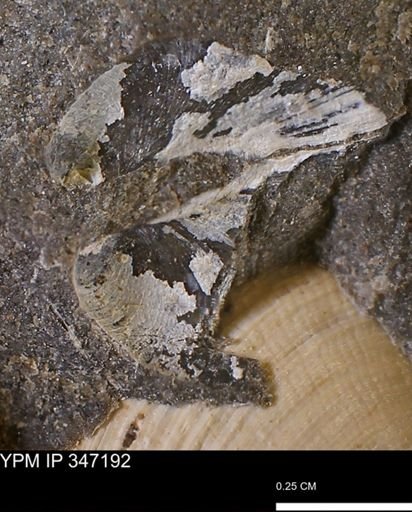 undet. Bivalvia
