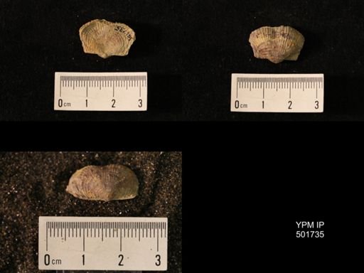 Marginifera lasallensis
