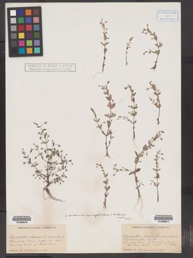 Lindernia anagallidea