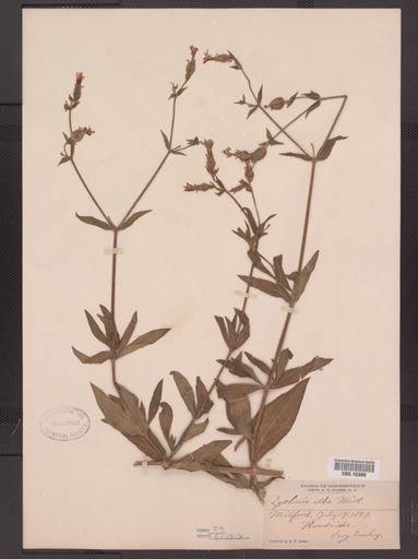 Lychnis alba