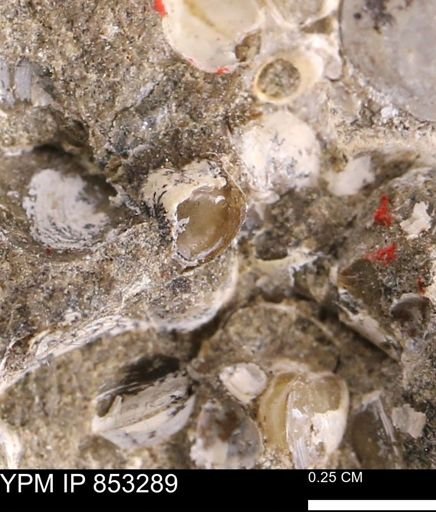 undet. Mollusca