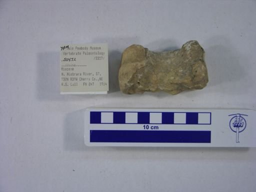 Rhinocerotidae