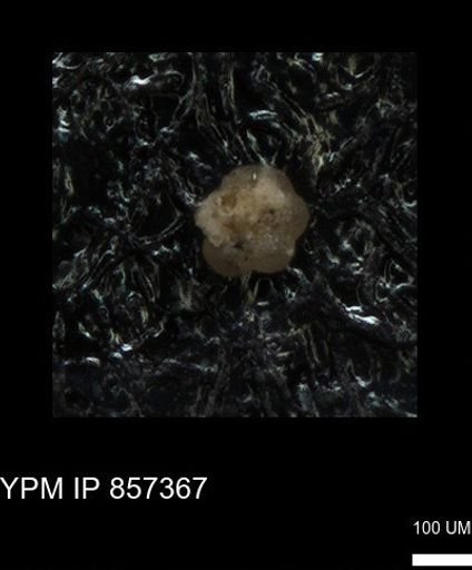 undet. Foraminiferida