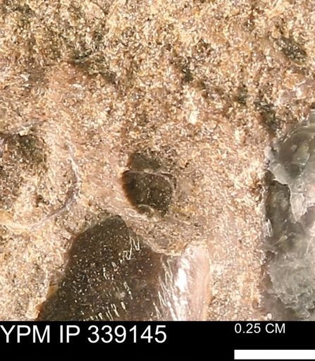 undet. Mollusca